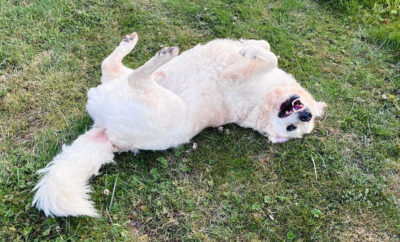 Pourquoi un gîte acceptant les chiens ?